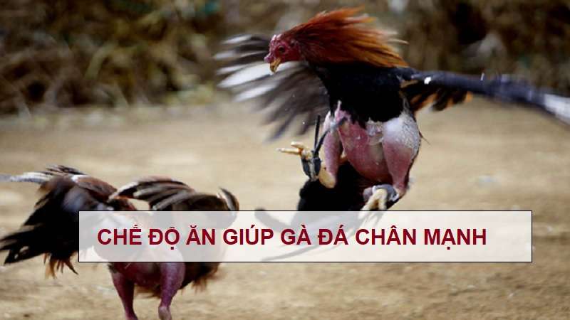 Cách nuôi gà đá chân mạnh và bật mí phương pháp nuôi gà đá khỏe, có lực