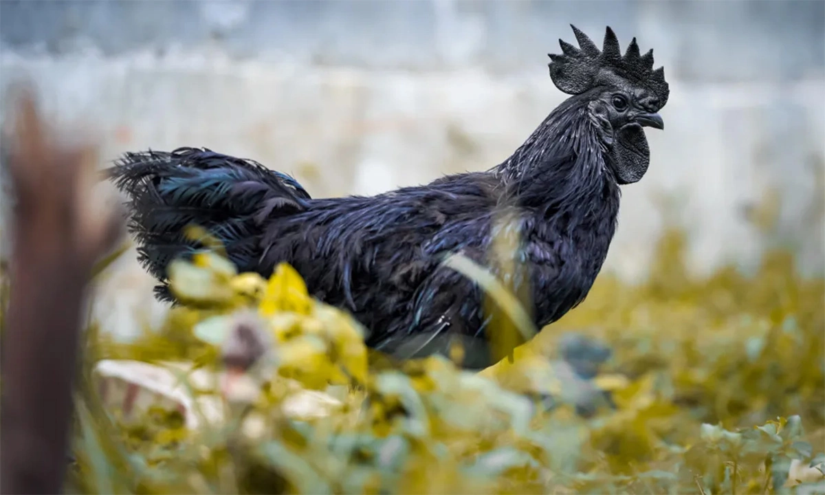 Hôm nay đá gà màu nào mạnh? Cách xem màu mạng gà đá chuẩn cho sư kê Hôm nay đá gà màu nào mạnh? Cách xem màu mạng gà đá chuẩn cho sư kê