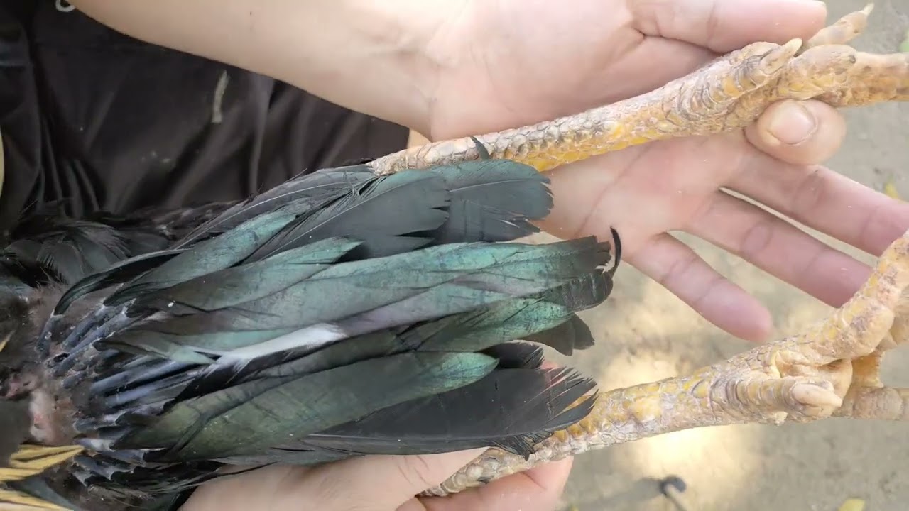 Chia sẻ bí kíp nhận biết gà có đòn cáo cực kì quan trọng cho anh em kê thủ